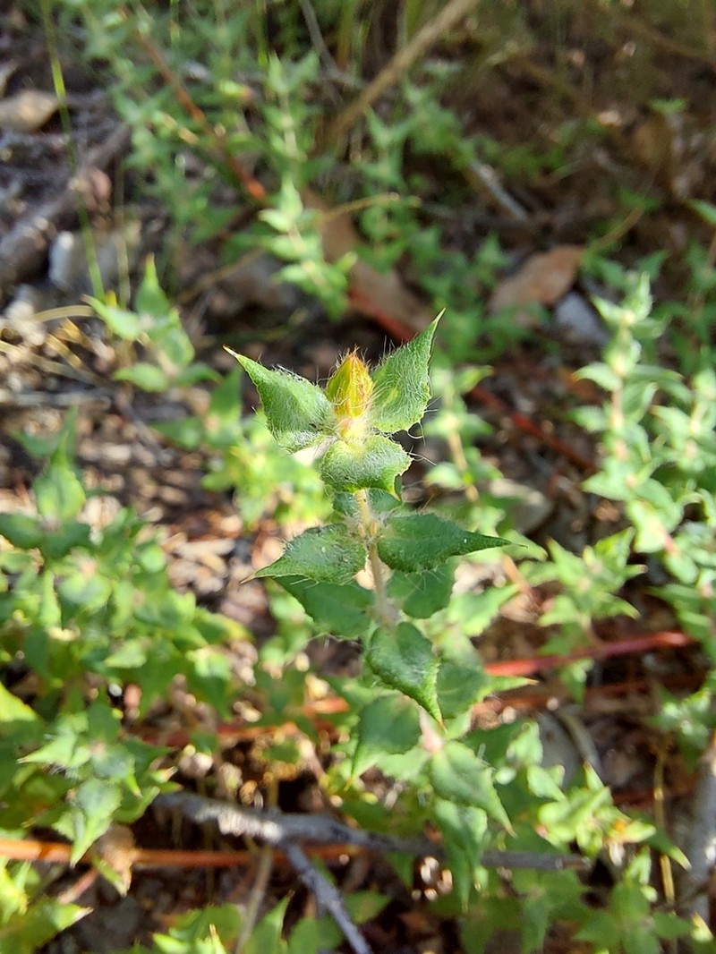 Aotus cordifolia