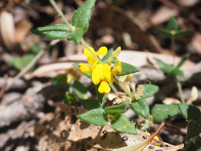 Aotus cordifolia photo 4
