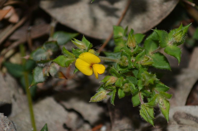 Aotus cordifolia photo 6