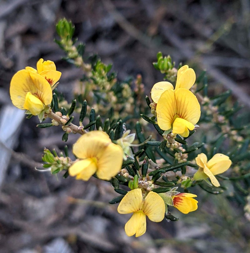 Aotus ericoides photo 2