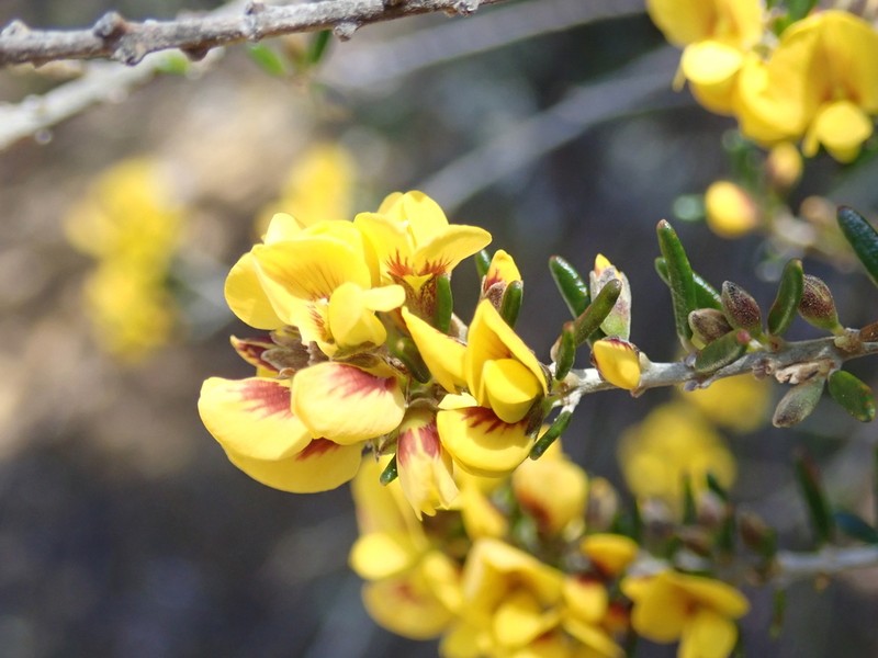 Aotus ericoides photo 3