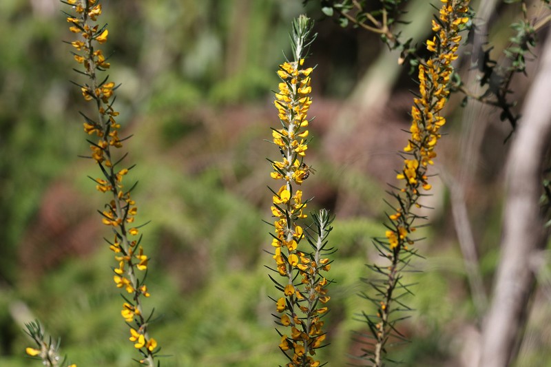 Aotus ericoides photo 4