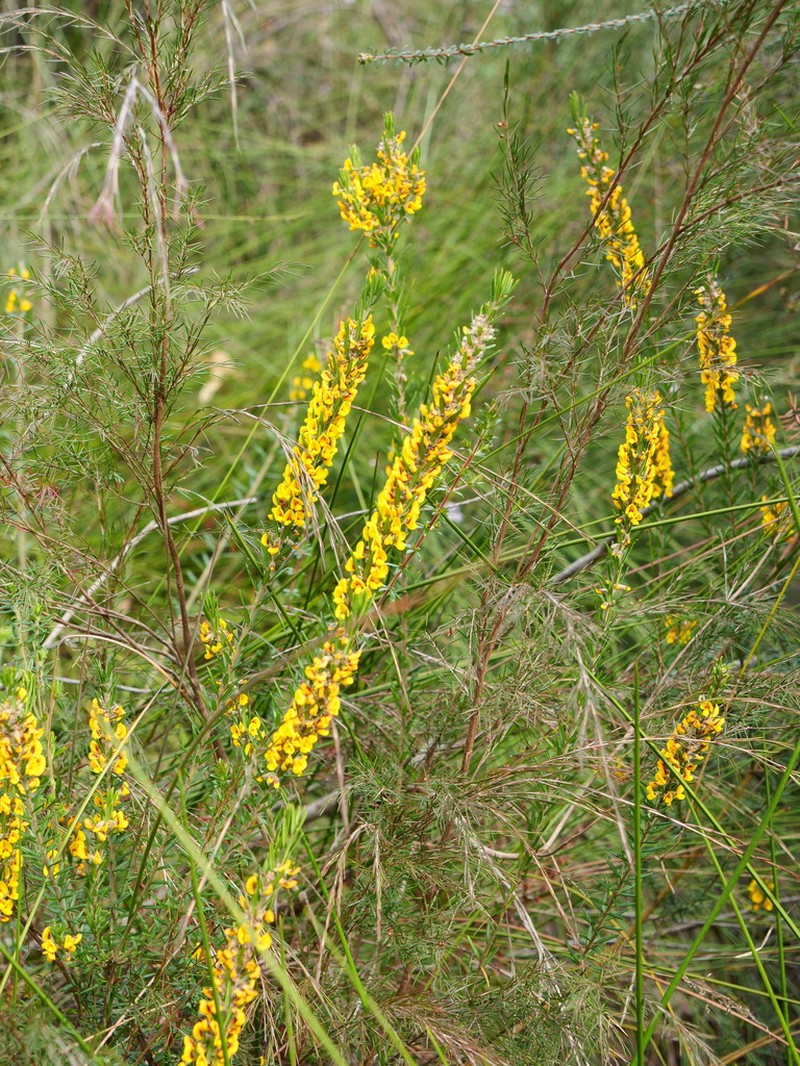 Aotus ericoides photo 5