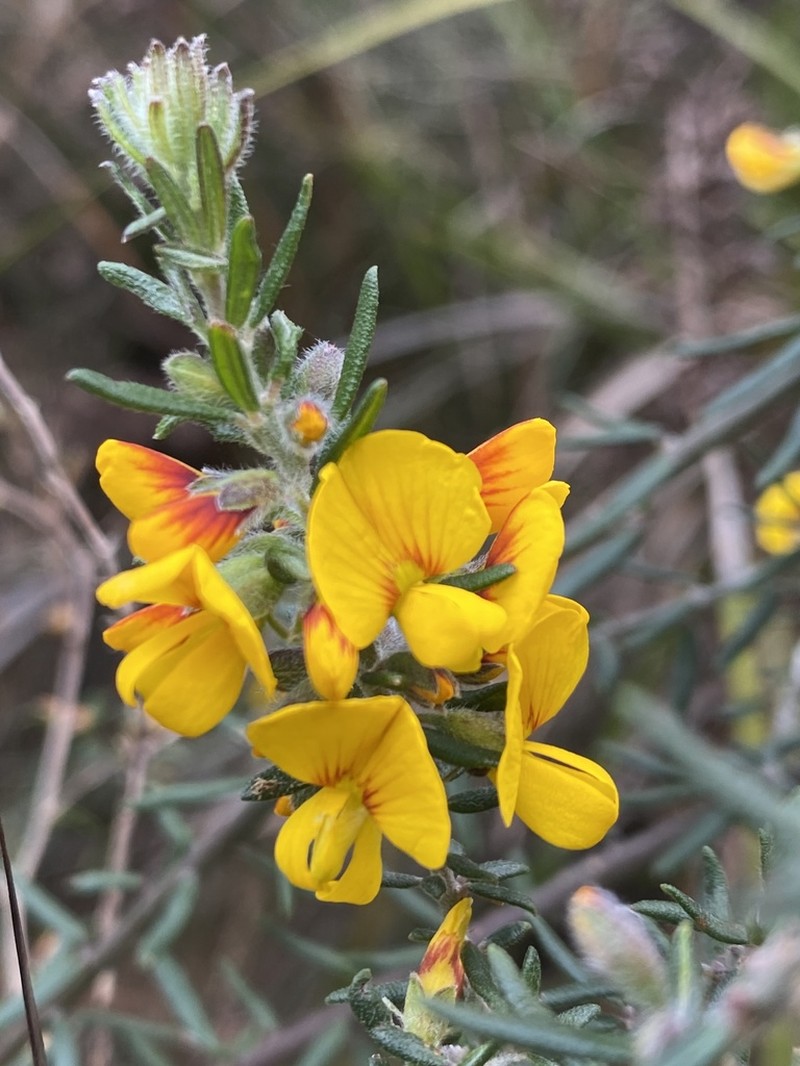 Aotus ericoides photo 6