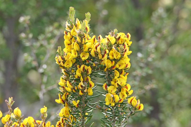 Aotus ericoides photo 7