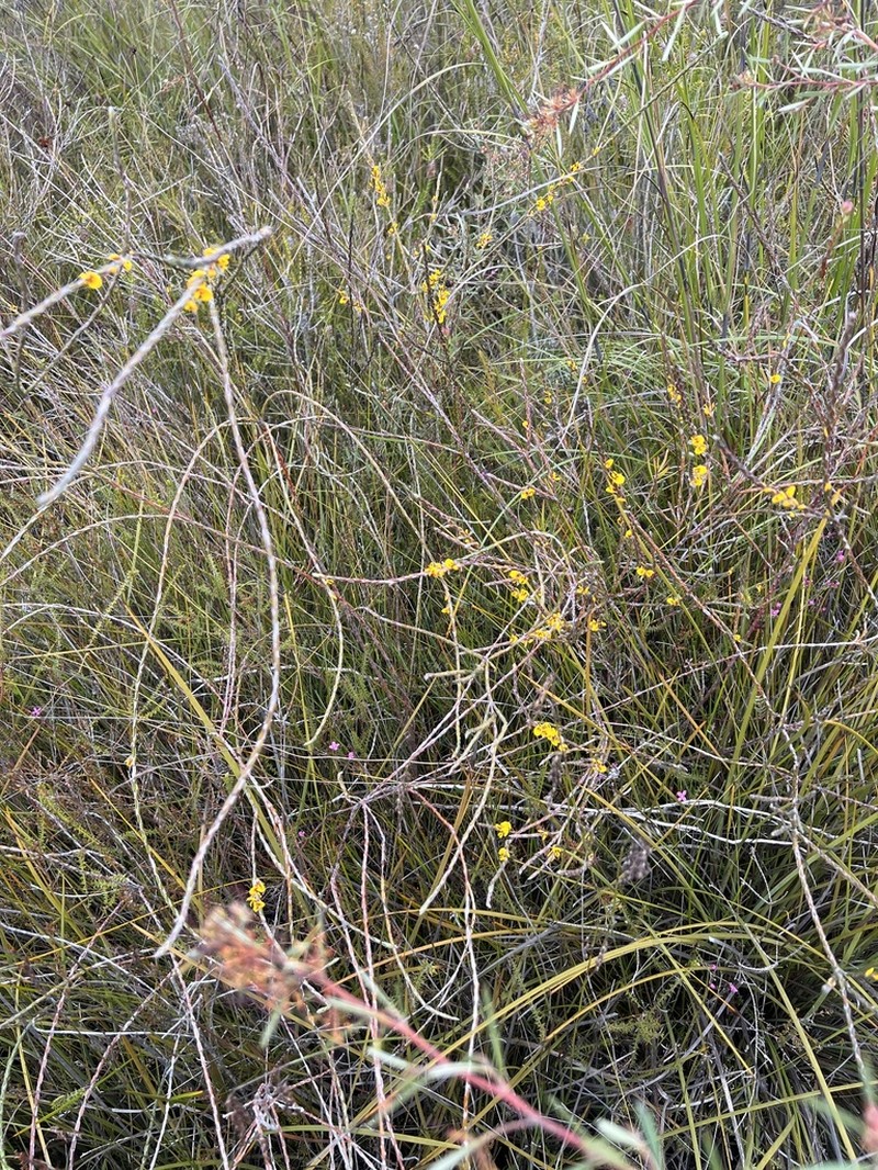 Aotus franklandii