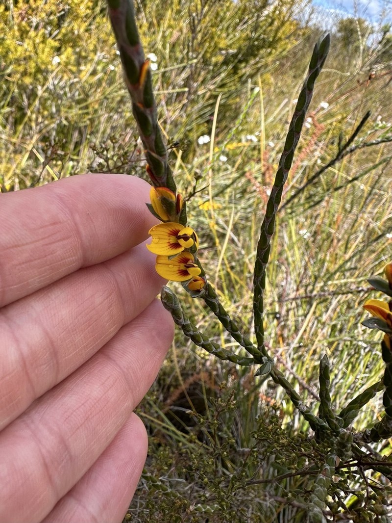Aotus franklandii photo 3