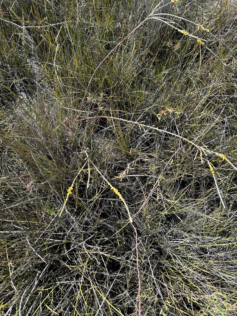 Aotus franklandii photo 7