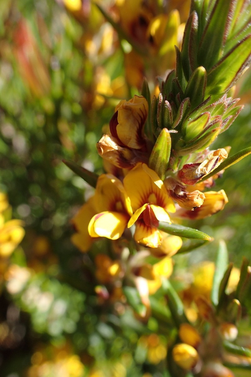Aotus genistoides