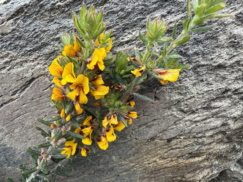 Aotus genistoides photo 2