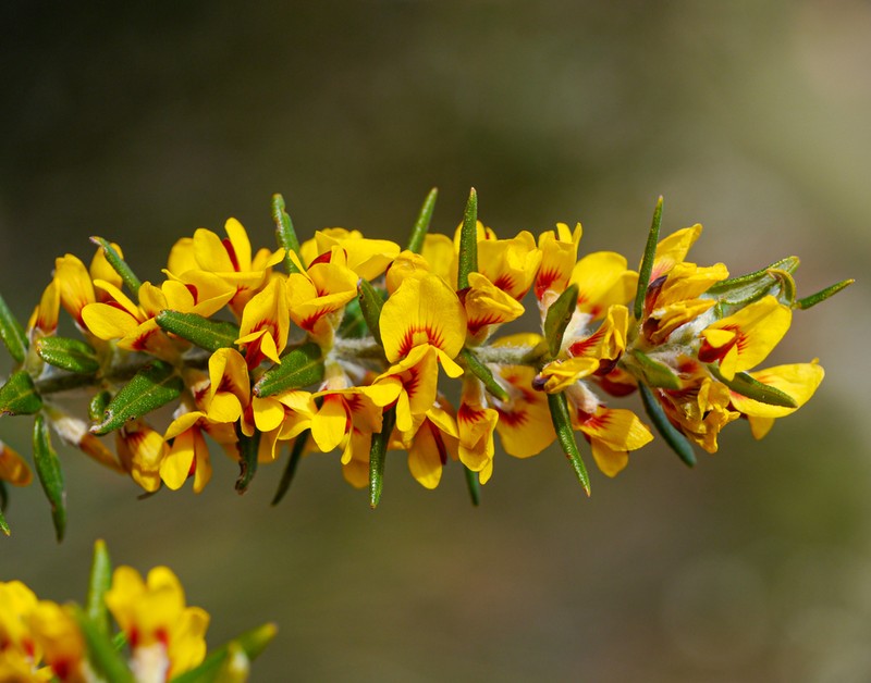 Aotus genistoides photo 3