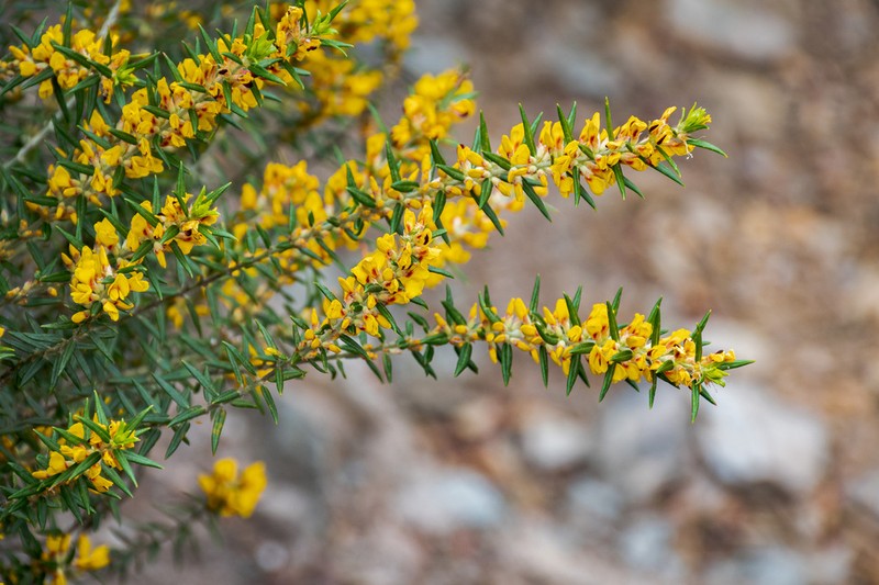 Aotus genistoides photo 4