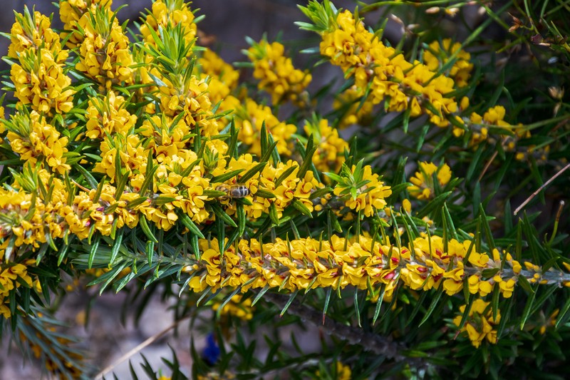 Aotus genistoides photo 5