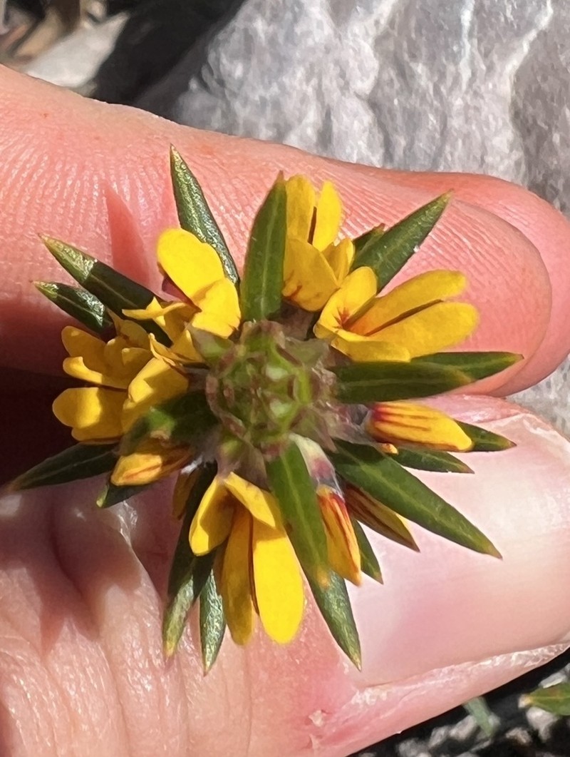 Aotus genistoides photo 6