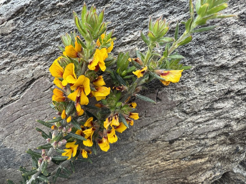Aotus genistoides photo 8