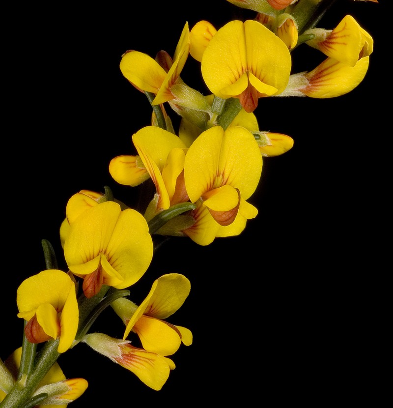 Aotus gracillima