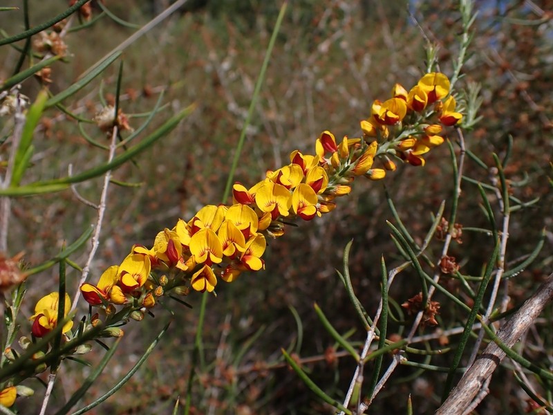 Aotus gracillima photo 2