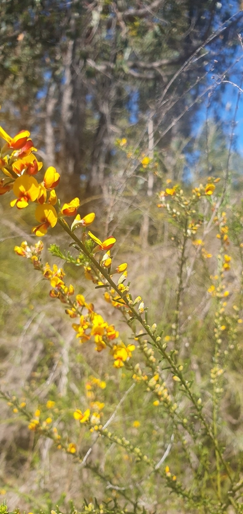 Aotus gracillima photo 3