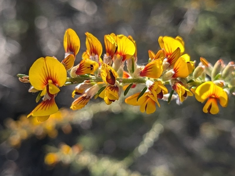Aotus gracillima photo 4