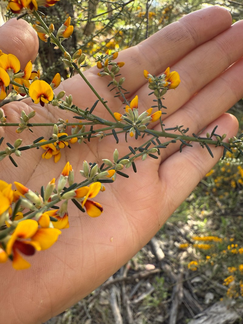 Aotus gracillima photo 5