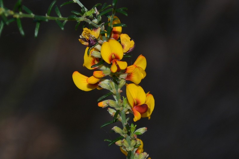 Aotus gracillima photo 6