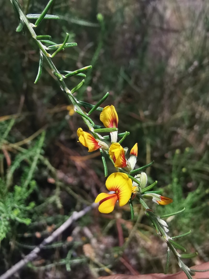 Aotus gracillima photo 7