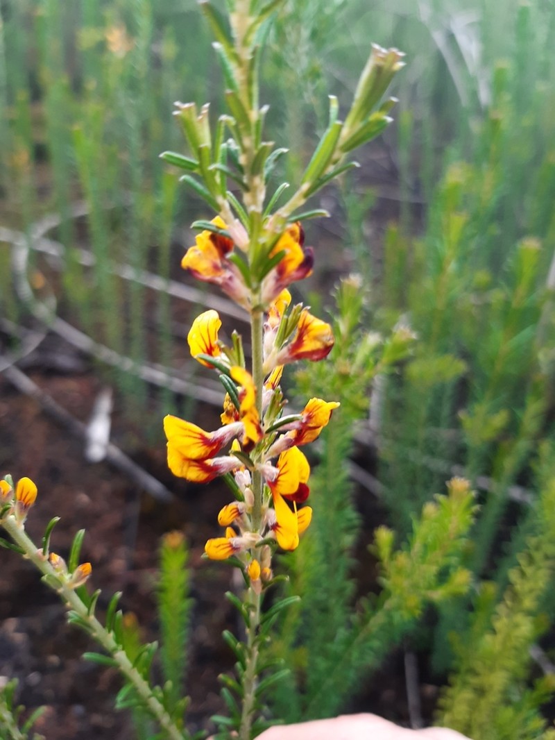 Aotus intermedia