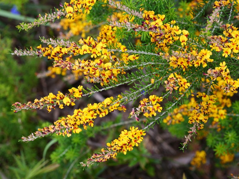 Aotus intermedia photo 2