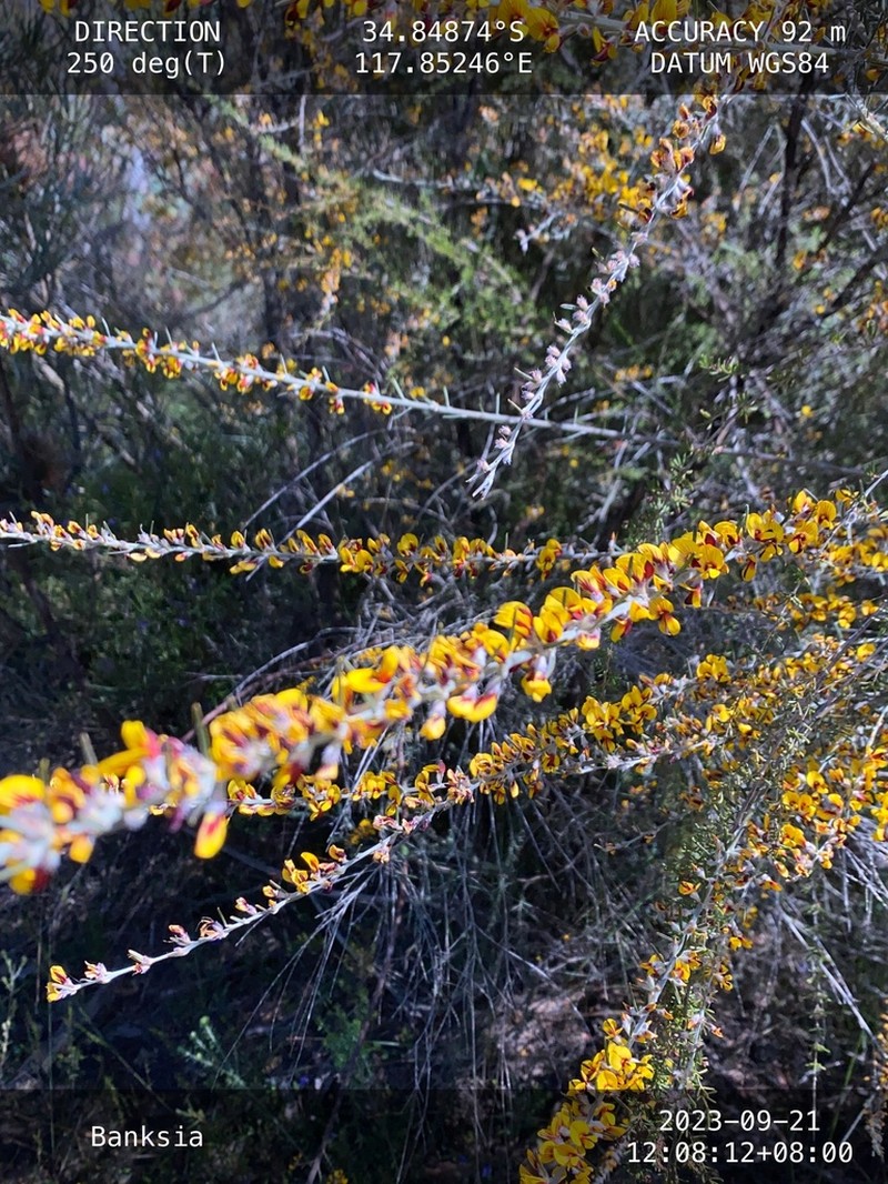 Aotus intermedia photo 4