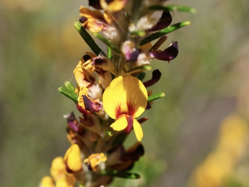 Aotus intermedia photo 6