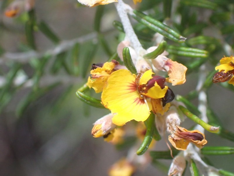 Aotus intermedia photo 8