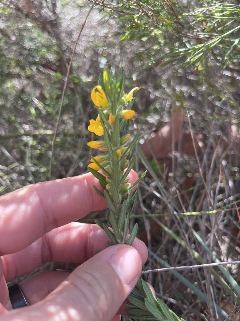 Aotus lanigera