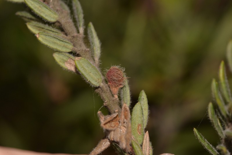 Aotus lanigera photo 8