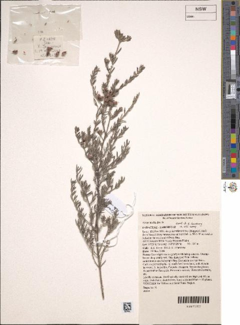 Aotus mollis photo 2