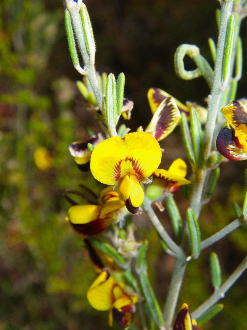 Aotus mollis photo 4