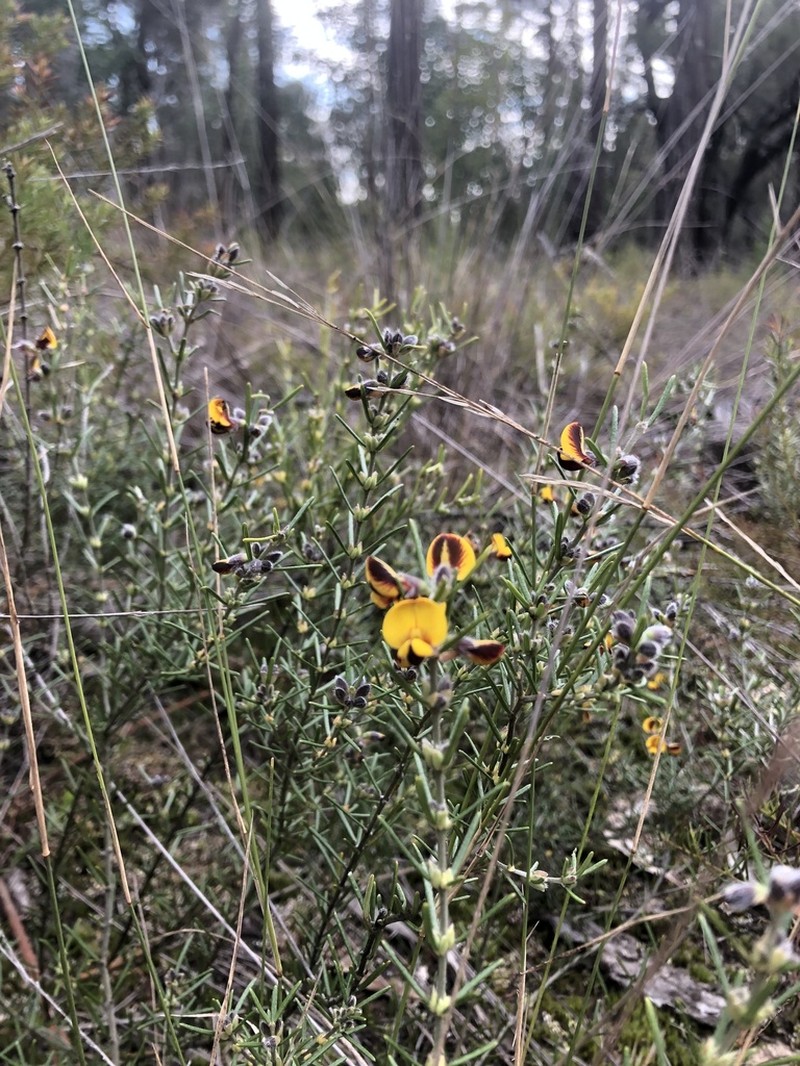 Aotus mollis photo 5