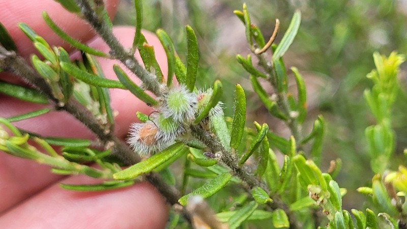Aotus mollis photo 6