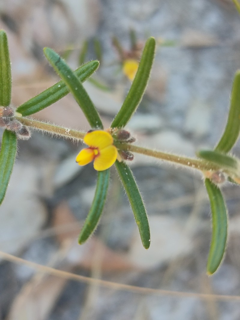 Aotus mollis photo 7