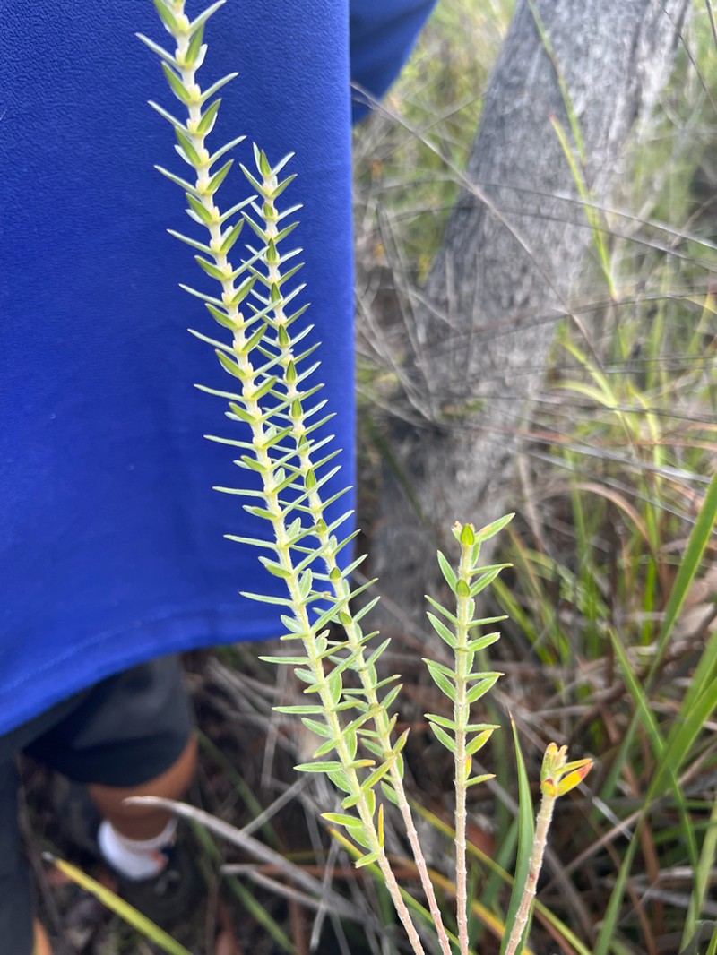 Aotus passerinoides