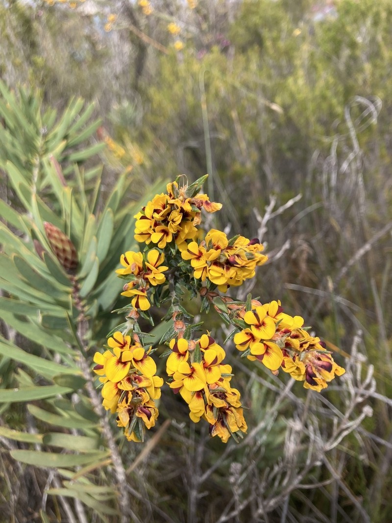 Aotus passerinoides photo 2