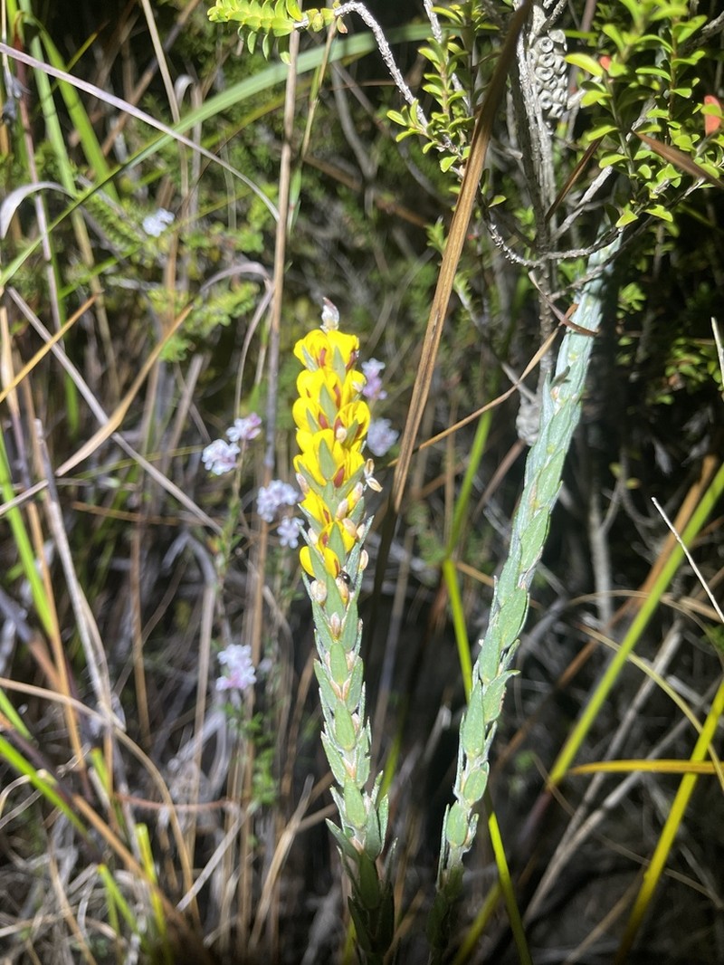 Aotus passerinoides photo 3