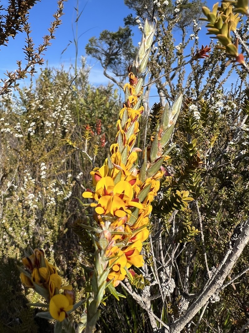 Aotus passerinoides photo 4