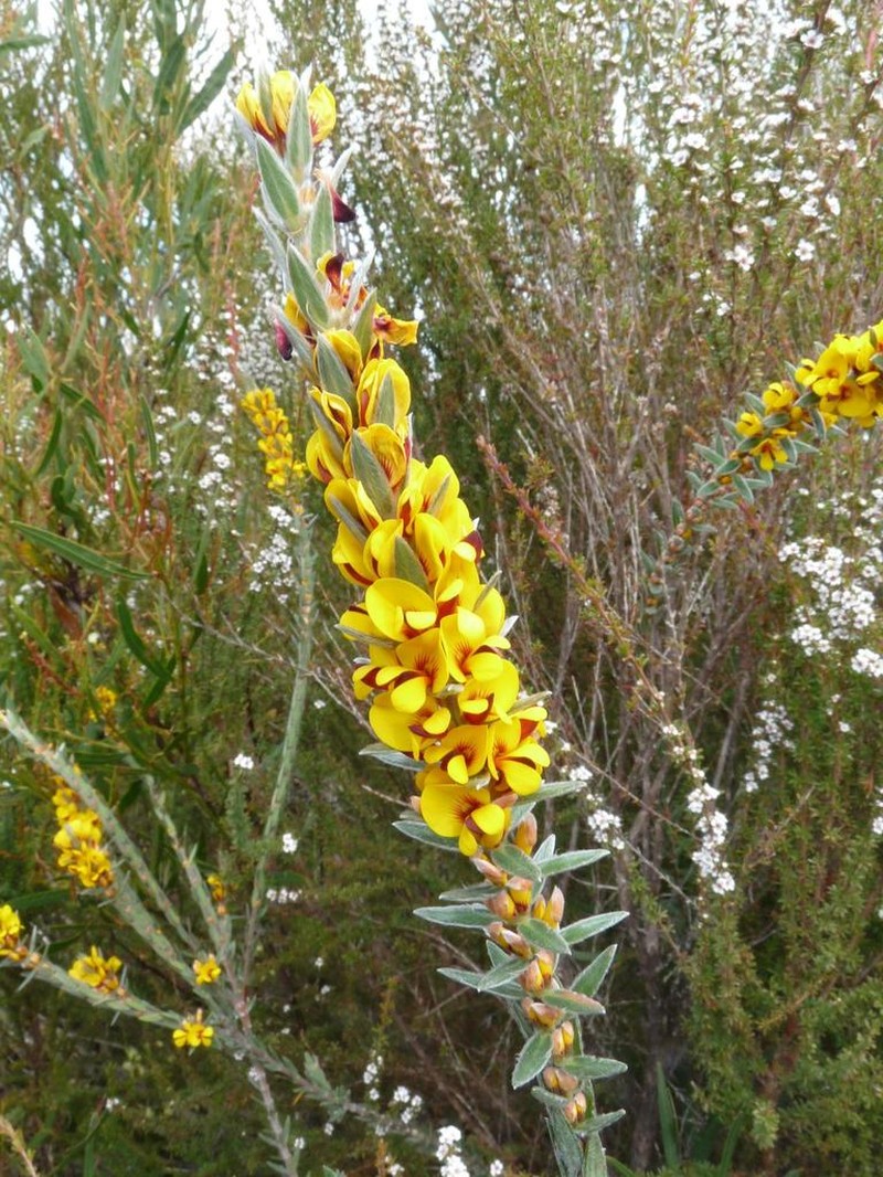 Aotus passerinoides photo 5