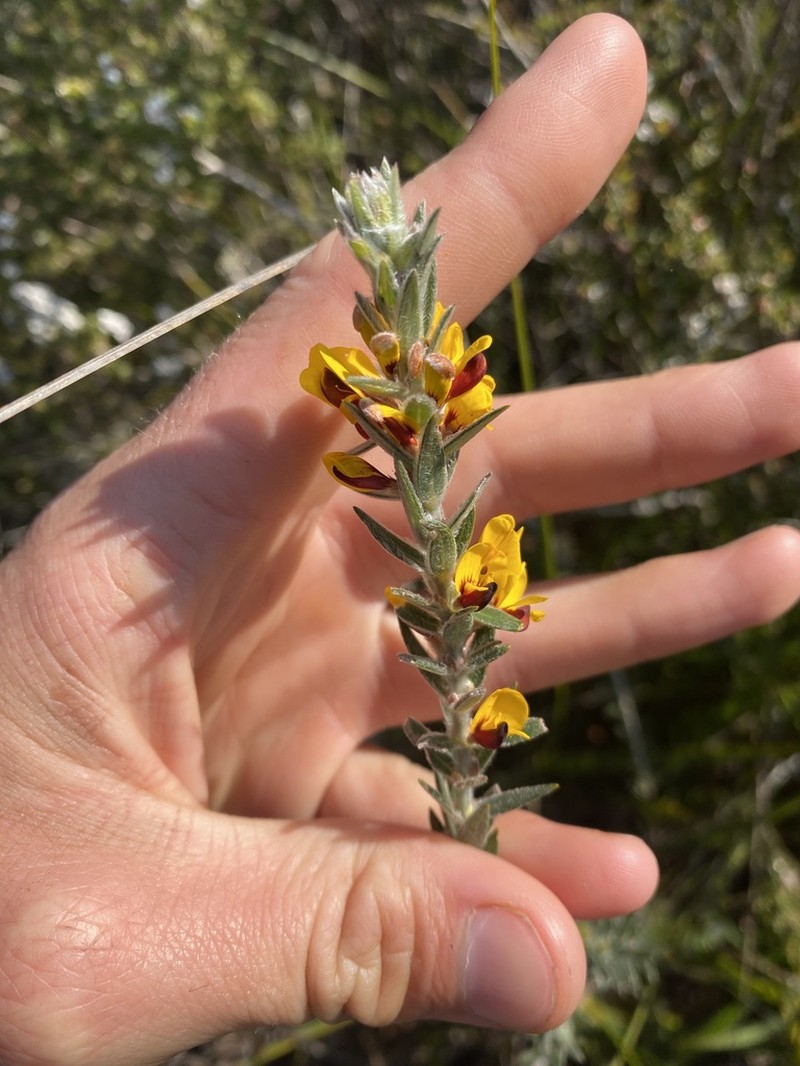 Aotus passerinoides photo 6