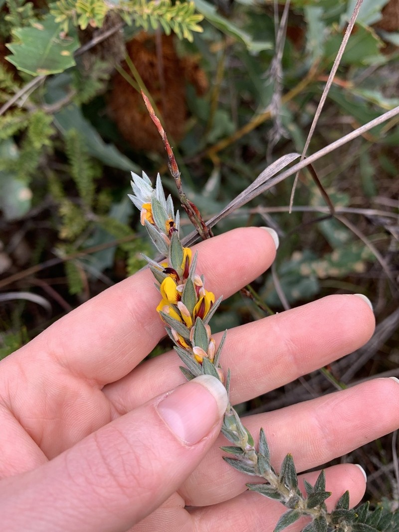 Aotus passerinoides photo 7