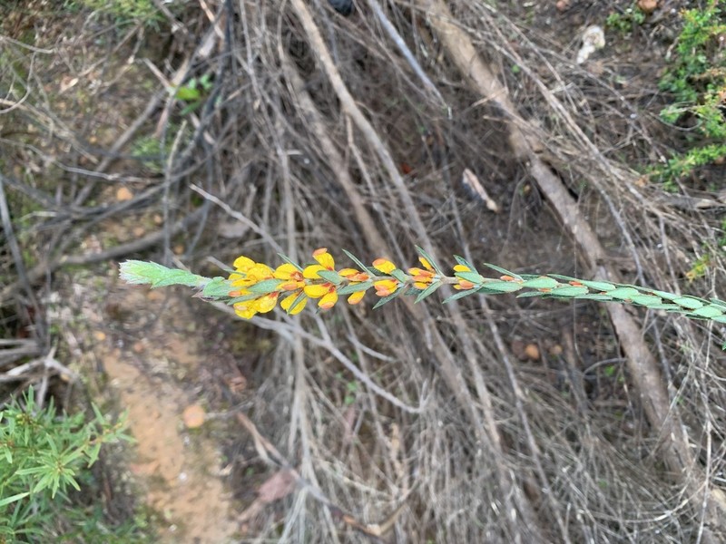 Aotus passerinoides photo 8