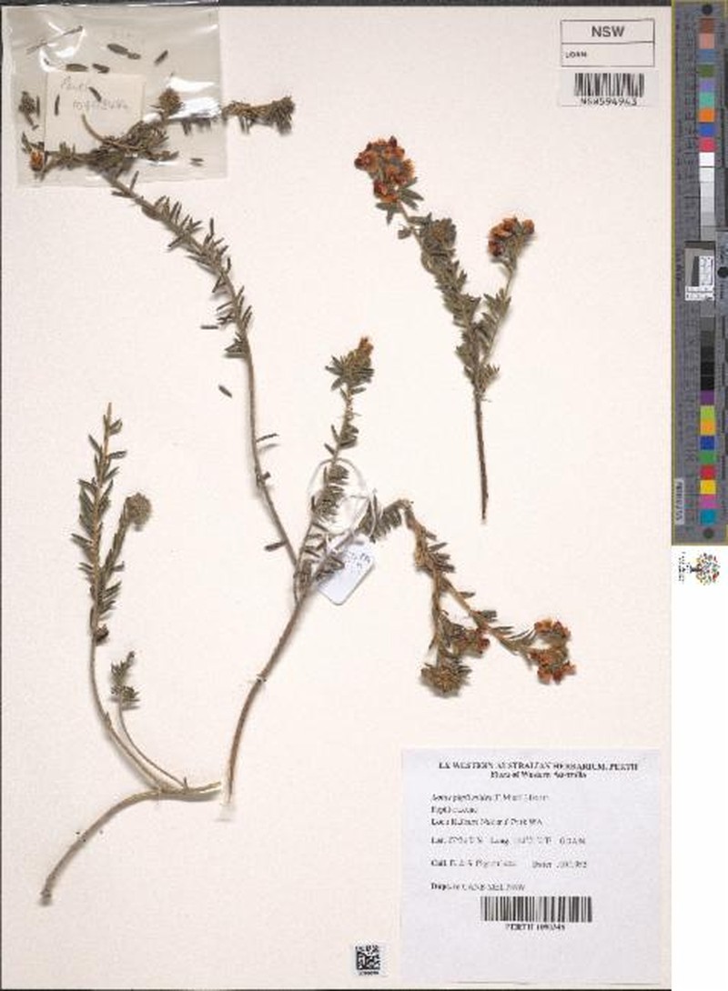 Aotus phylicoides photo 2