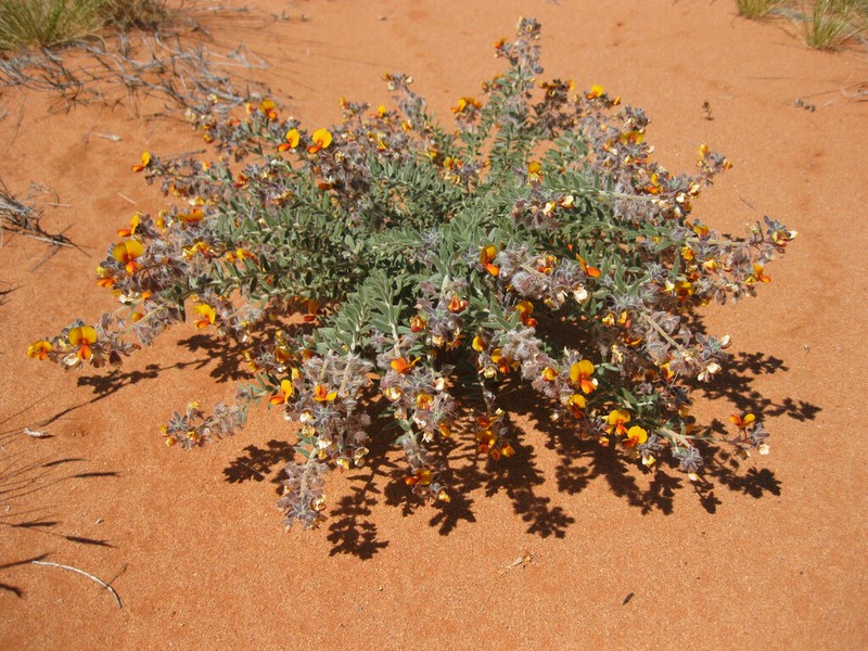 Aotus phylicoides photo 3