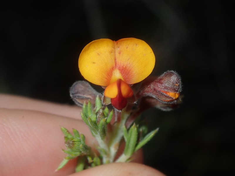Aotus phylicoides photo 4