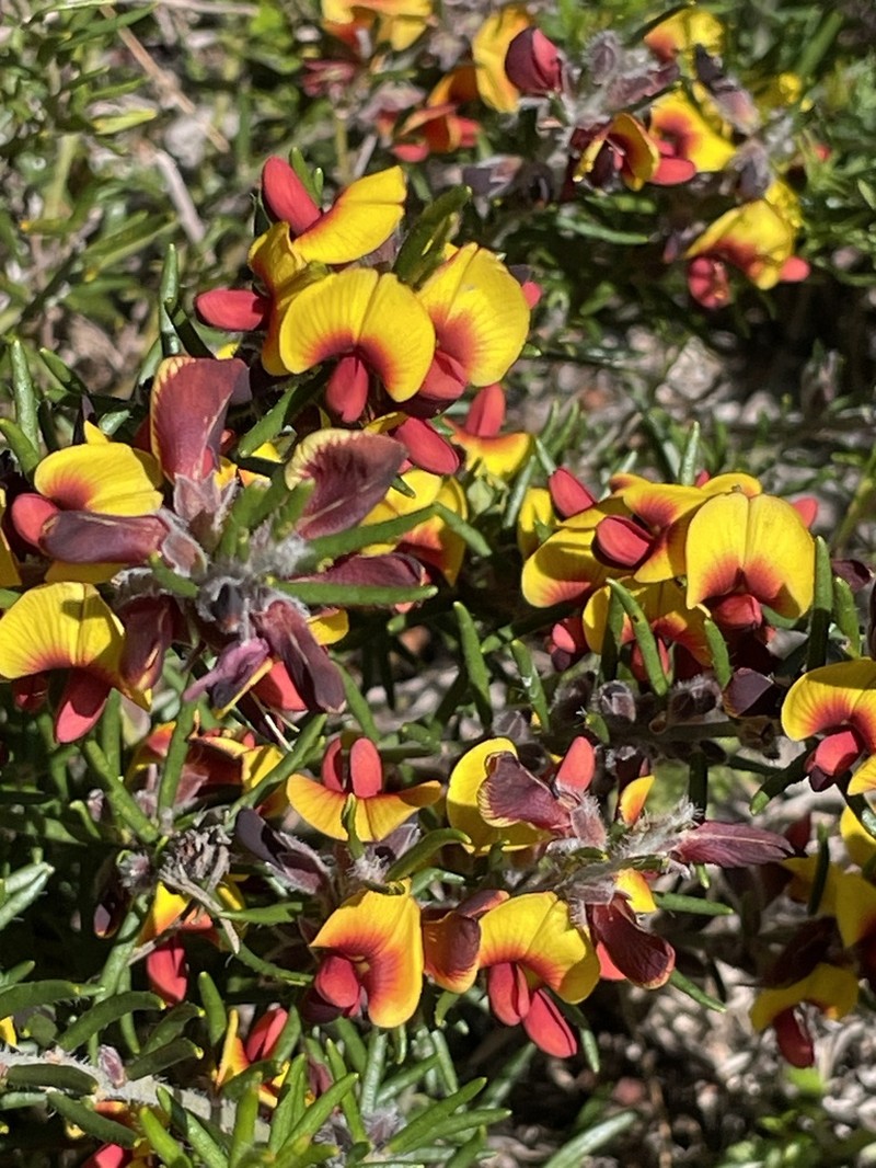 Aotus procumbens